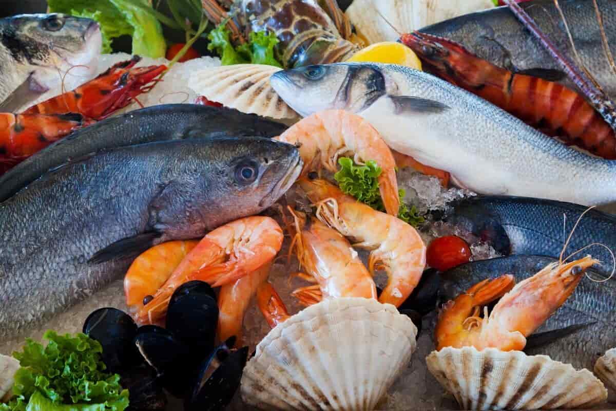 أسعار الأسماك والجمبري في سوق العبور اليوم الجمعة 20 يونيو 2025