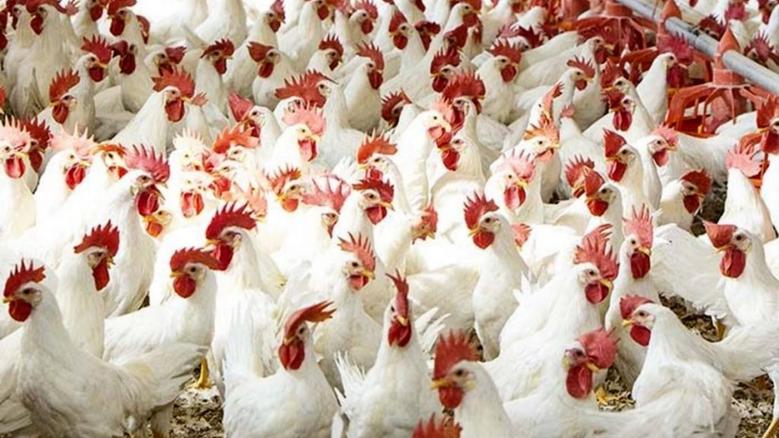 بعد الزيادة.. أسعار الدواجن اليوم الجمعة 20 يونيو 2025