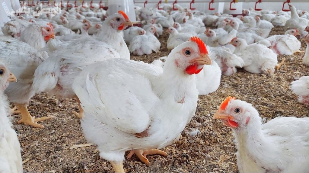 بكام البانيه النهاردة.. أسعار الدواجن والبيض اليوم الخميس 12 يونيو 2025