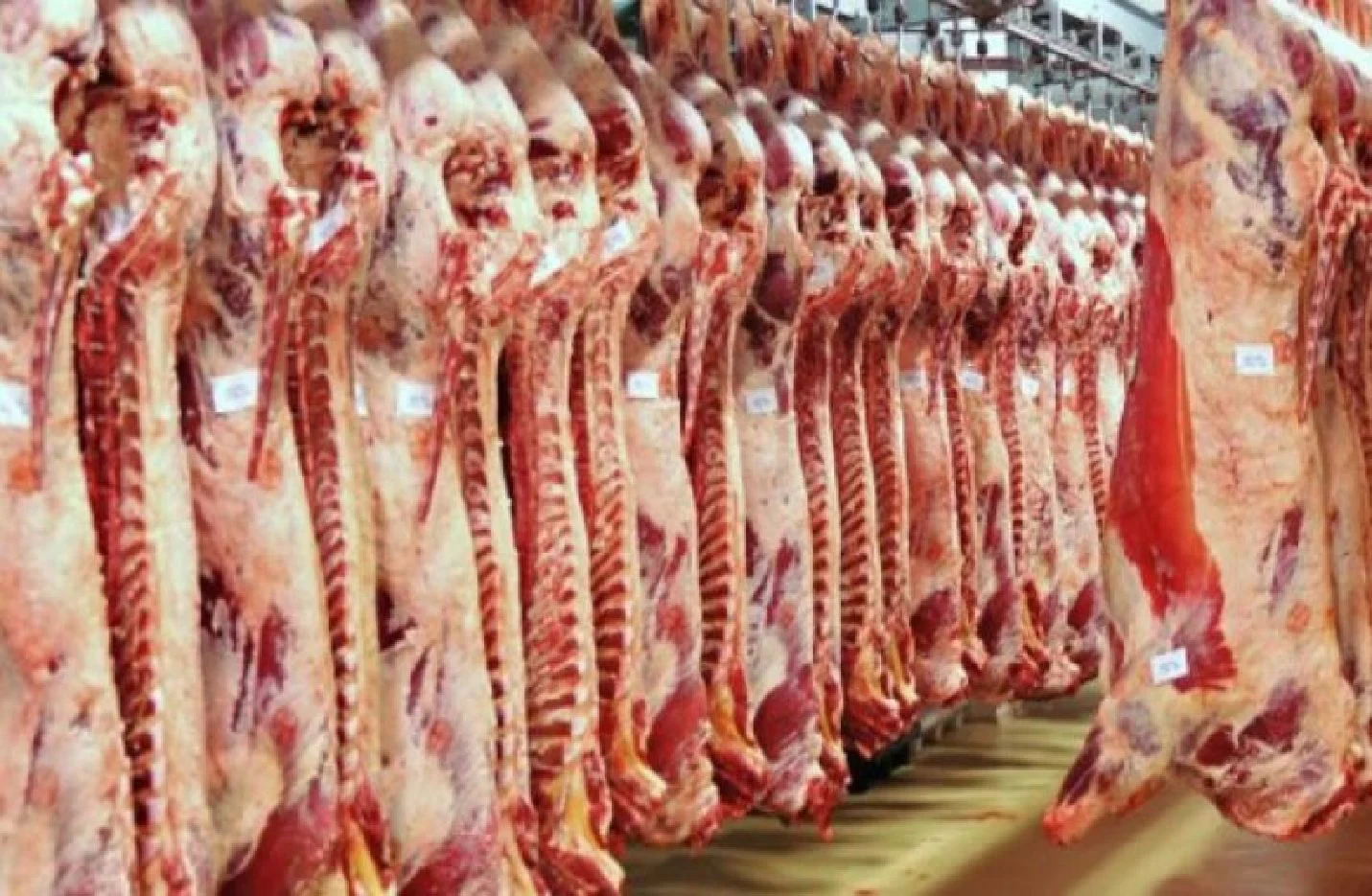 بـ 300 جنيه.. أسعار اللحوم اليوم الاثنين 16 يونيو 2025