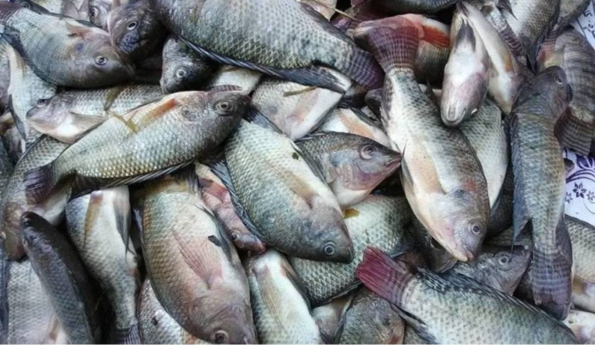 المكرونة بـ 80 جنيه.. أسعار الأسماك والجمبري في سوق العبور اليوم الجمعة 18 يوليو 2025