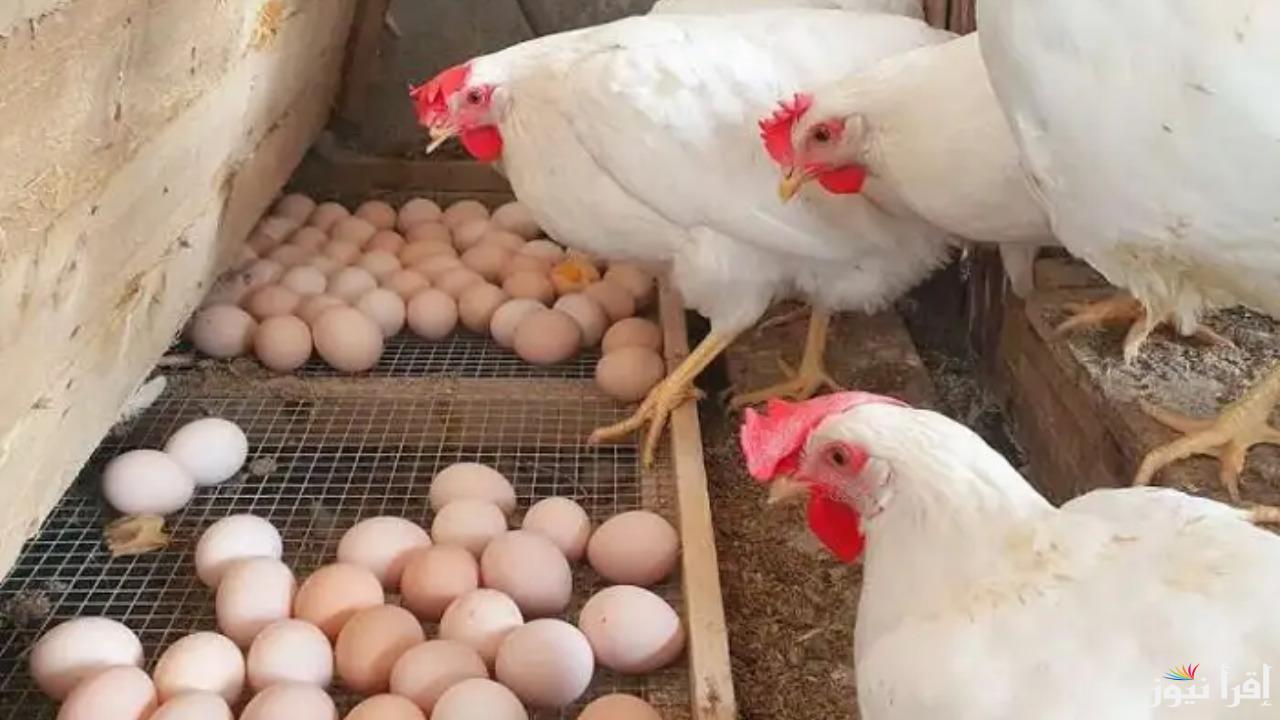 تراجع جديد في أسعار الدواجن اليوم السبت 19 يوليو 2025
