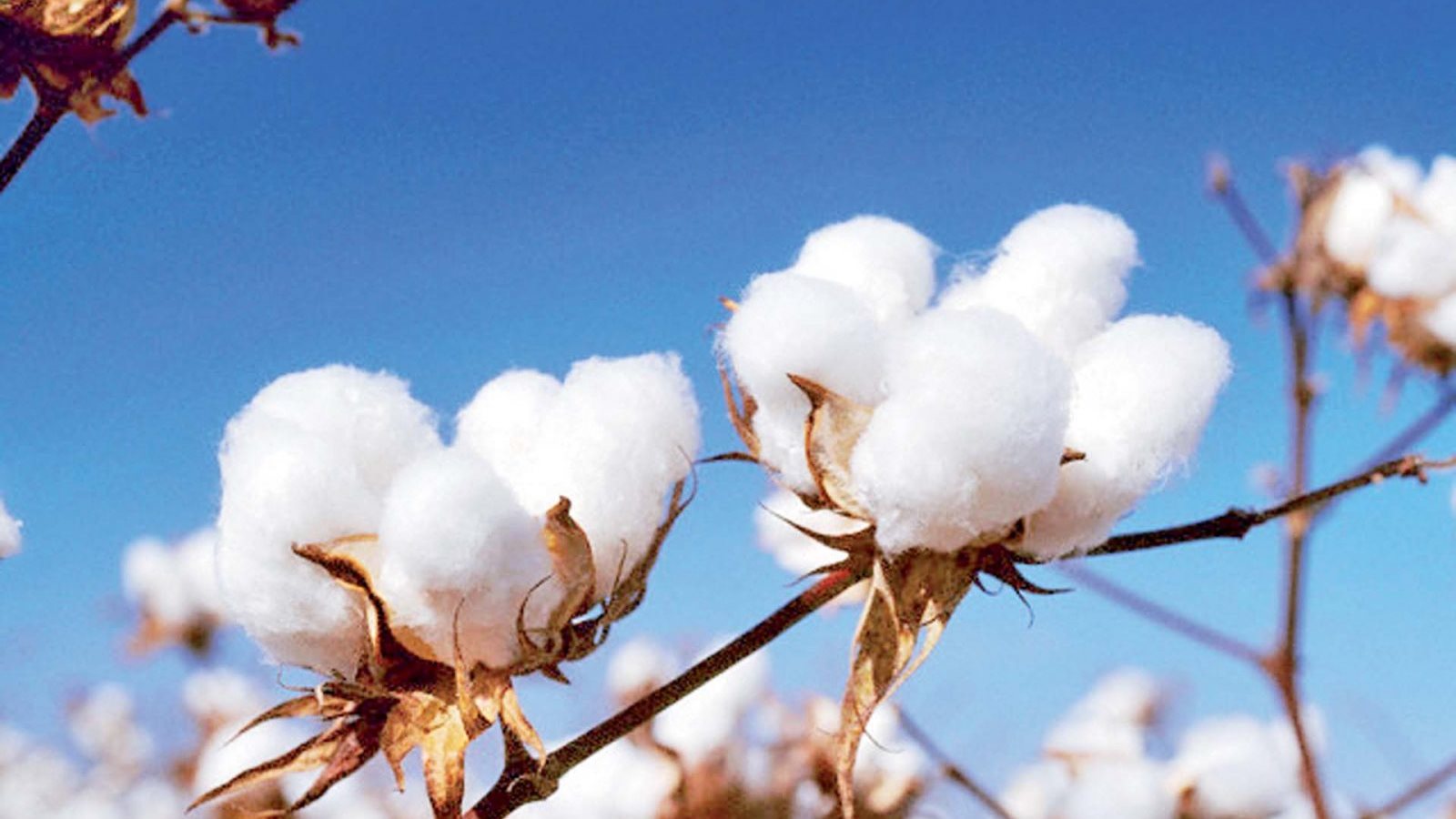 قرار عاجل من  الزراعة بشأن نقل أقطان الزهر