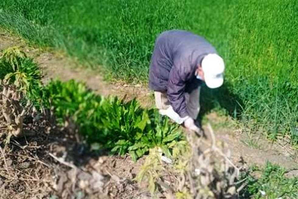 للحفاظ على البيئة.. انطلاق الحملة القومية لمكافحة القوارض في الشرقية