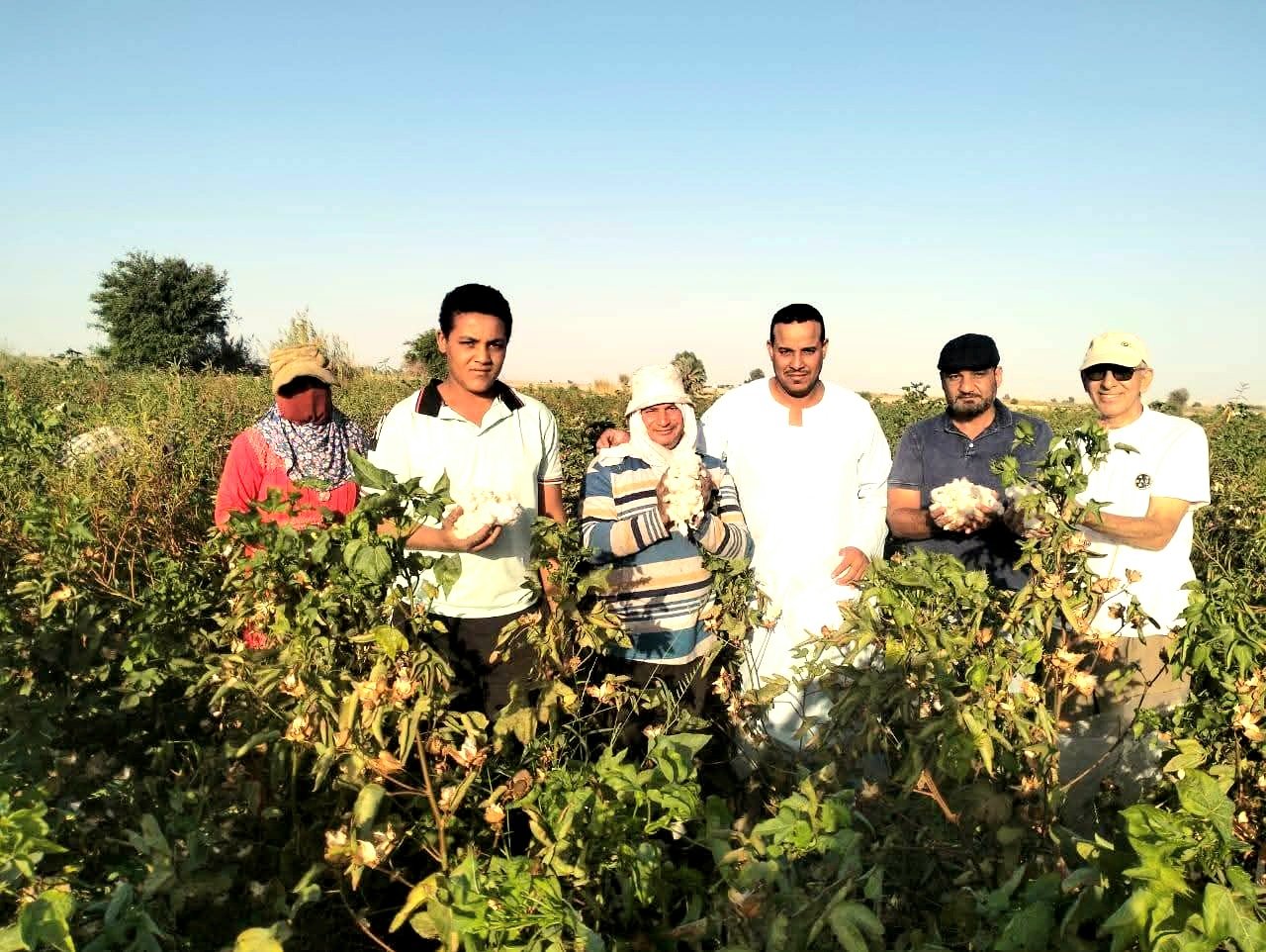 قرار عاجل من  الزراعة بشأن نقل أقطان الزهر