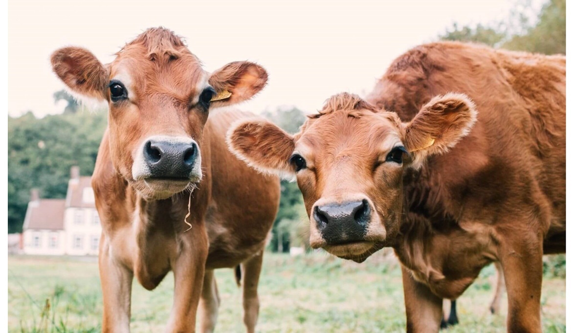 الزراعة توضح حقيقة تصفية سلالات الأبقار” الجيرسي”