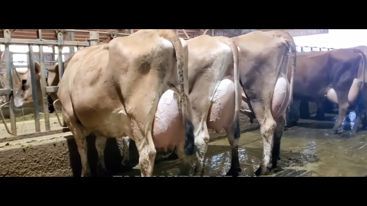 الزراعة توضح حقيقة تصفية سلالات الأبقار" الجيرسي"