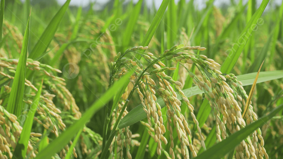 سيول ورياح قوية.. تحذير عاجل من المناخ لزارعي القمح والفاكهة